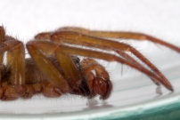 La Clubione des corces. Un mle (Araneae - Clubionidae - Clubiona corticalis)